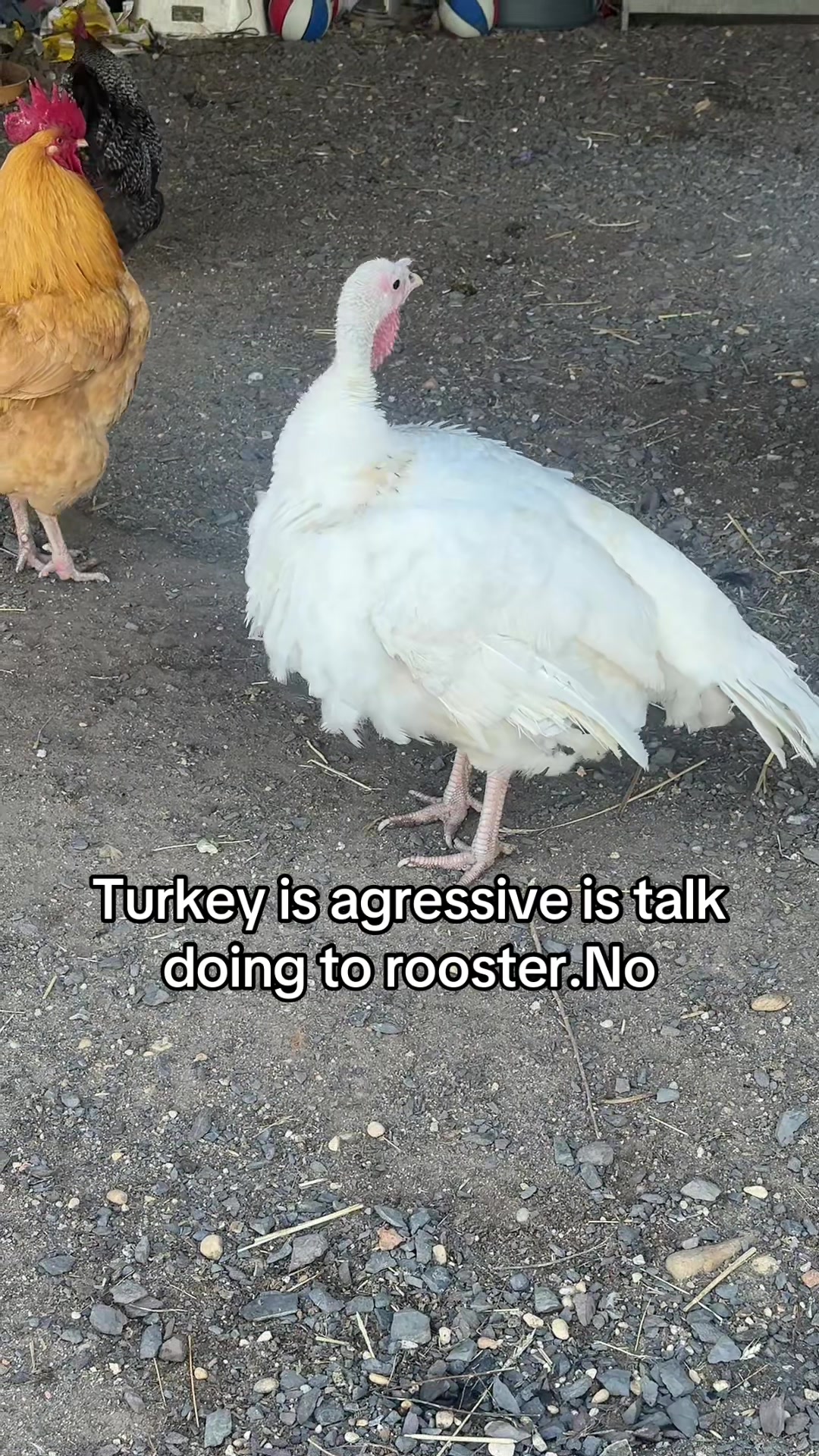 @No