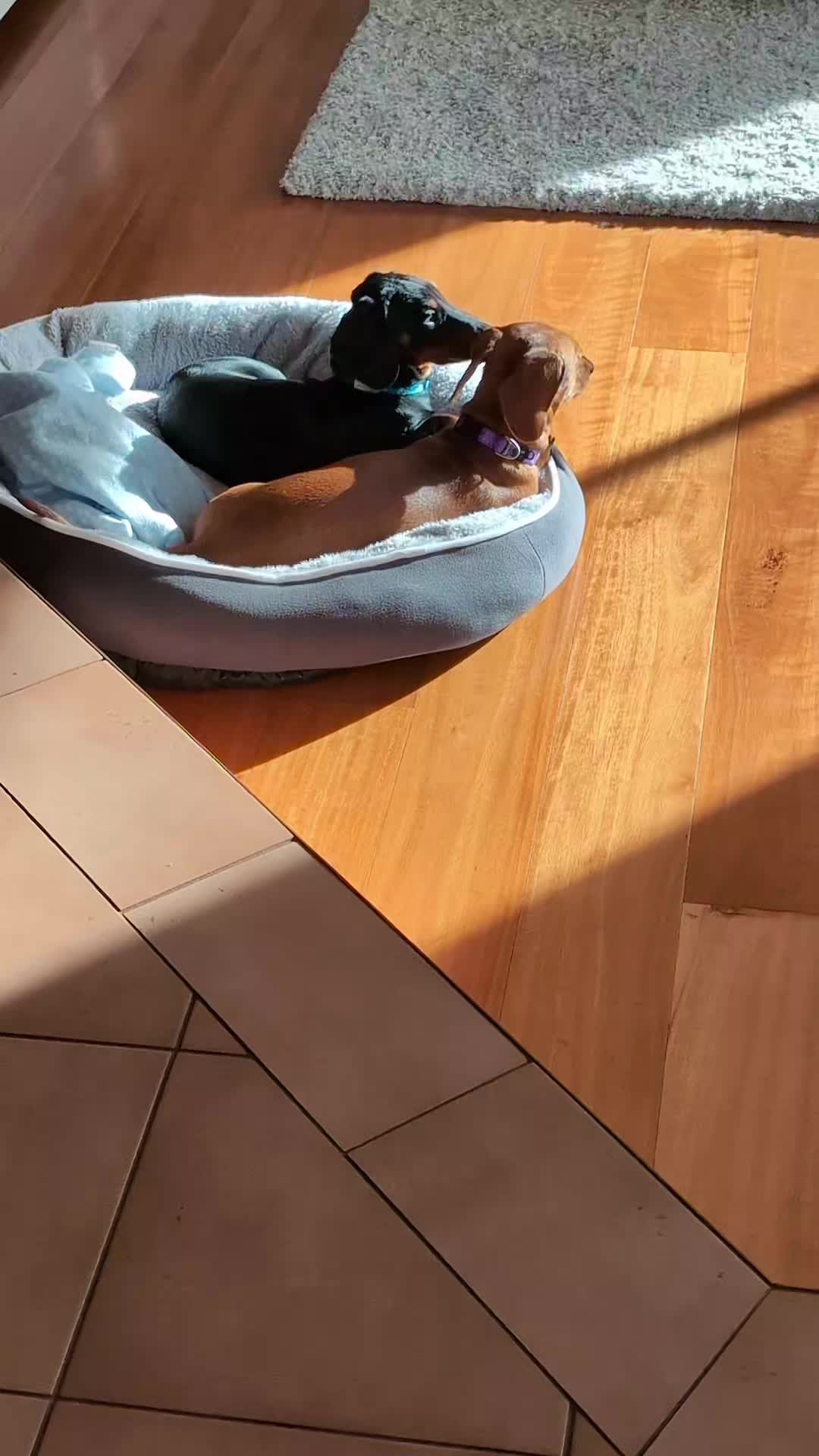 @The Dachshund Diaries ๐พ