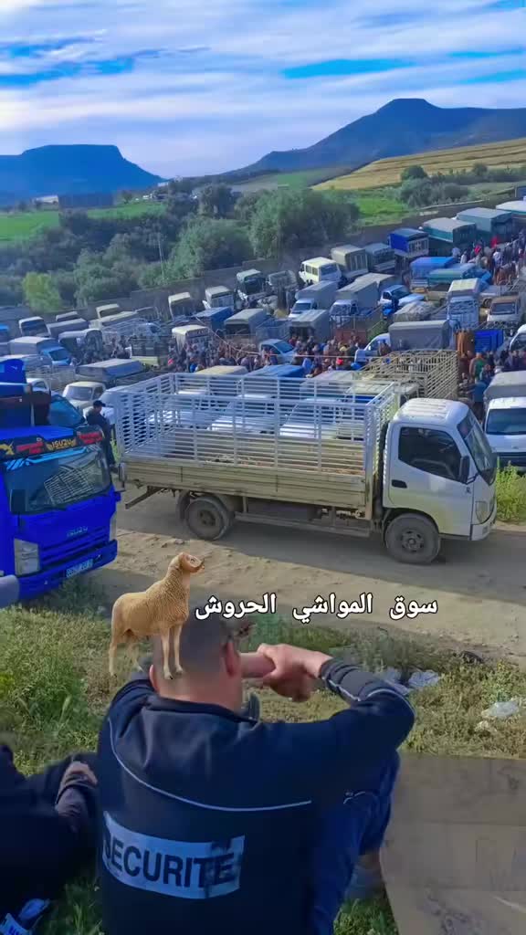 @الموالة اخالي الابقار