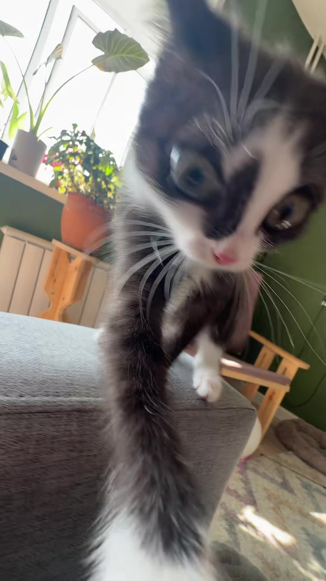 @Lilo the kitty