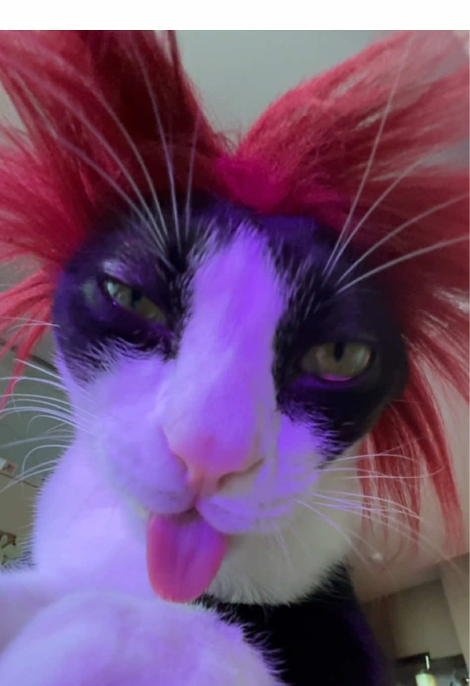 @Licking Cat