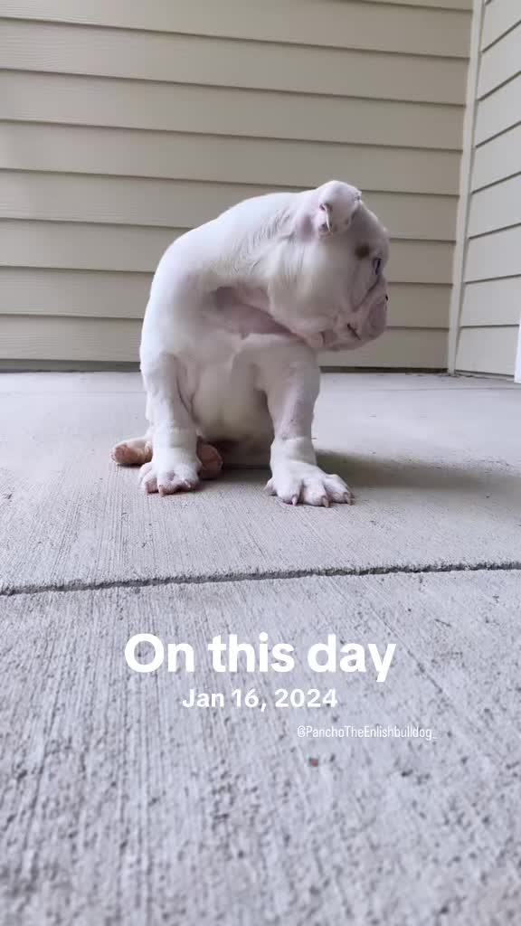 @PanchoTheEnglishBulldog