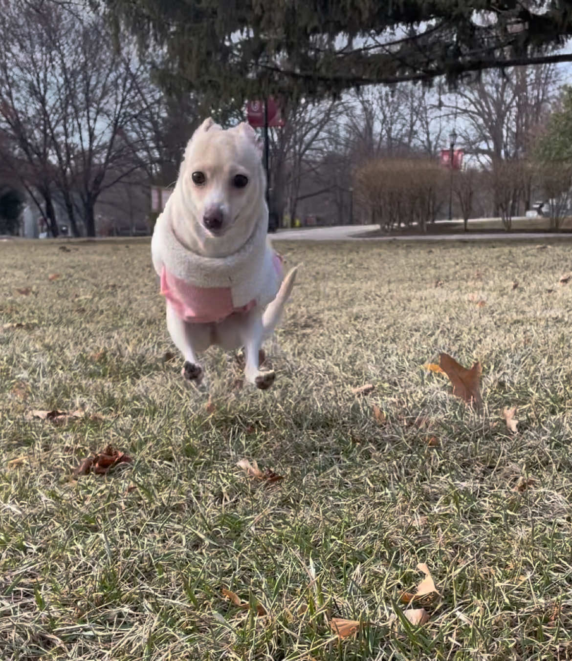 @2legdogs