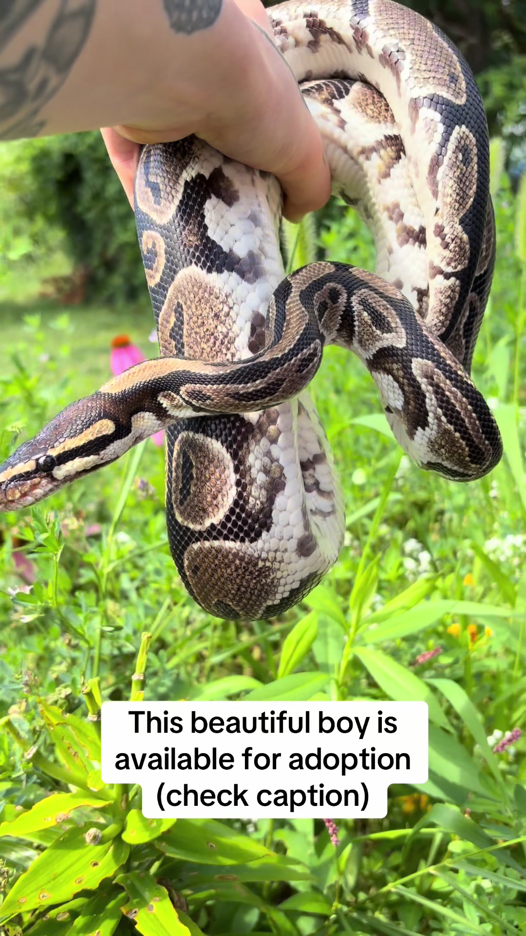 @layla🦎🍃