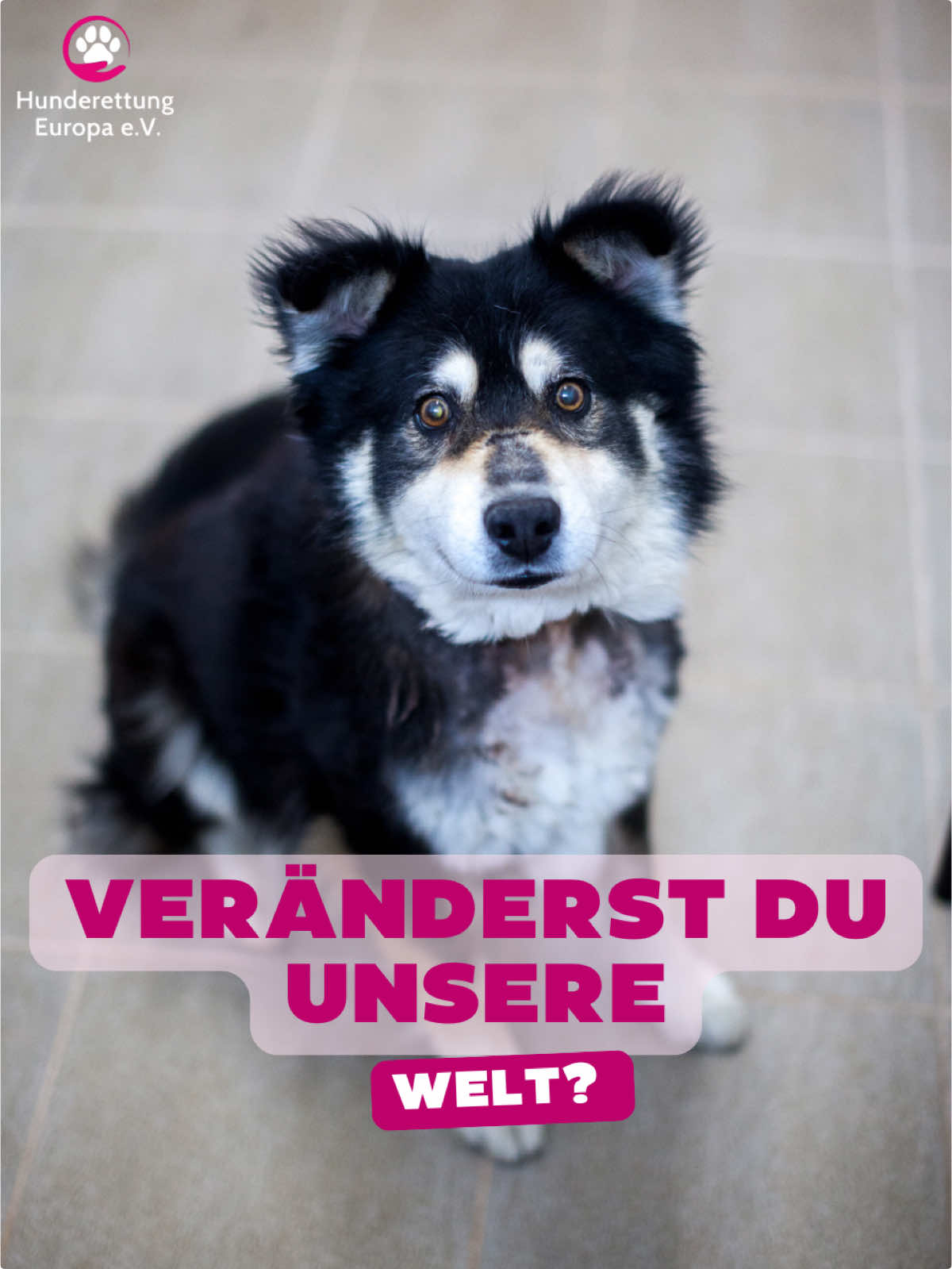@Hunderettung Europa