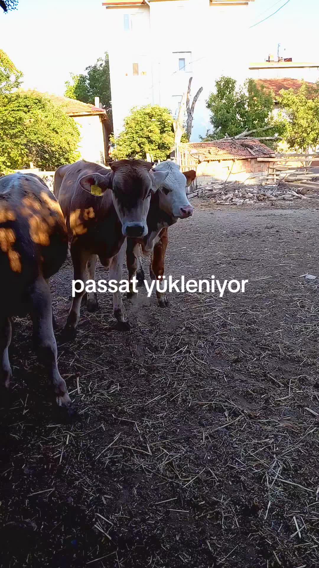 @İsmail Yurt