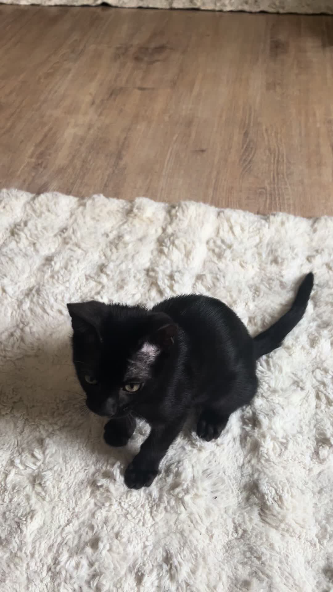 @sweet4bambi♥️Bengalkitten