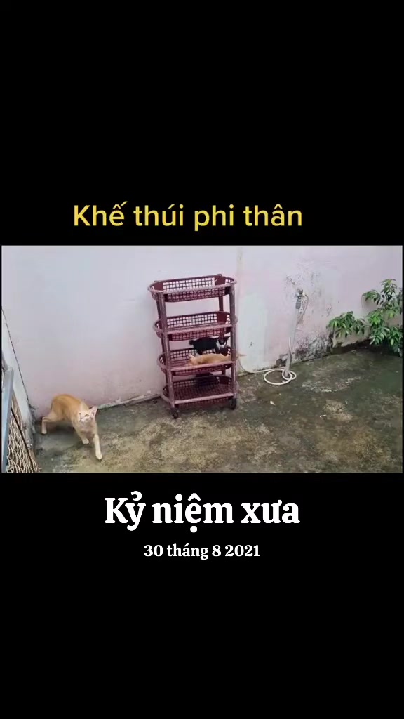 @Khế thúi