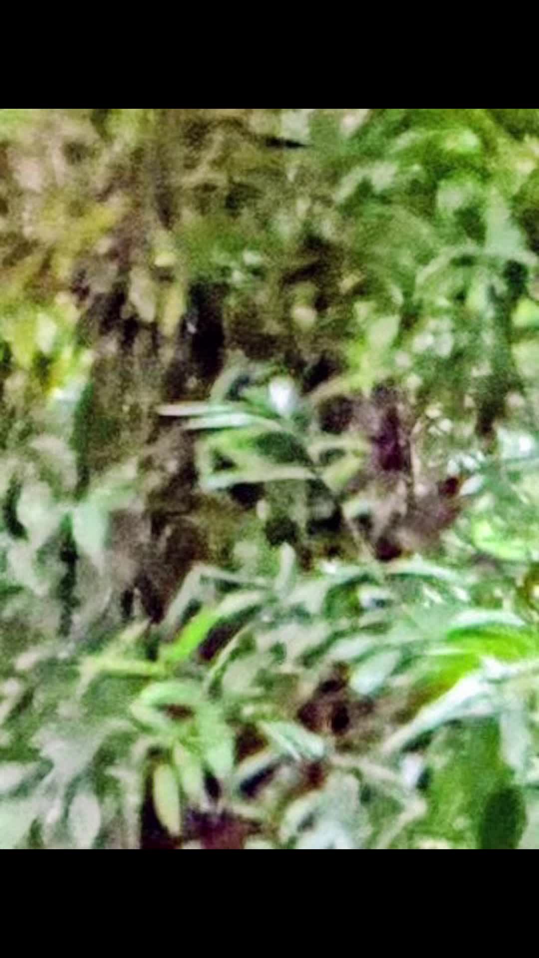 @🌲Forest Friend🌲🙏💗
