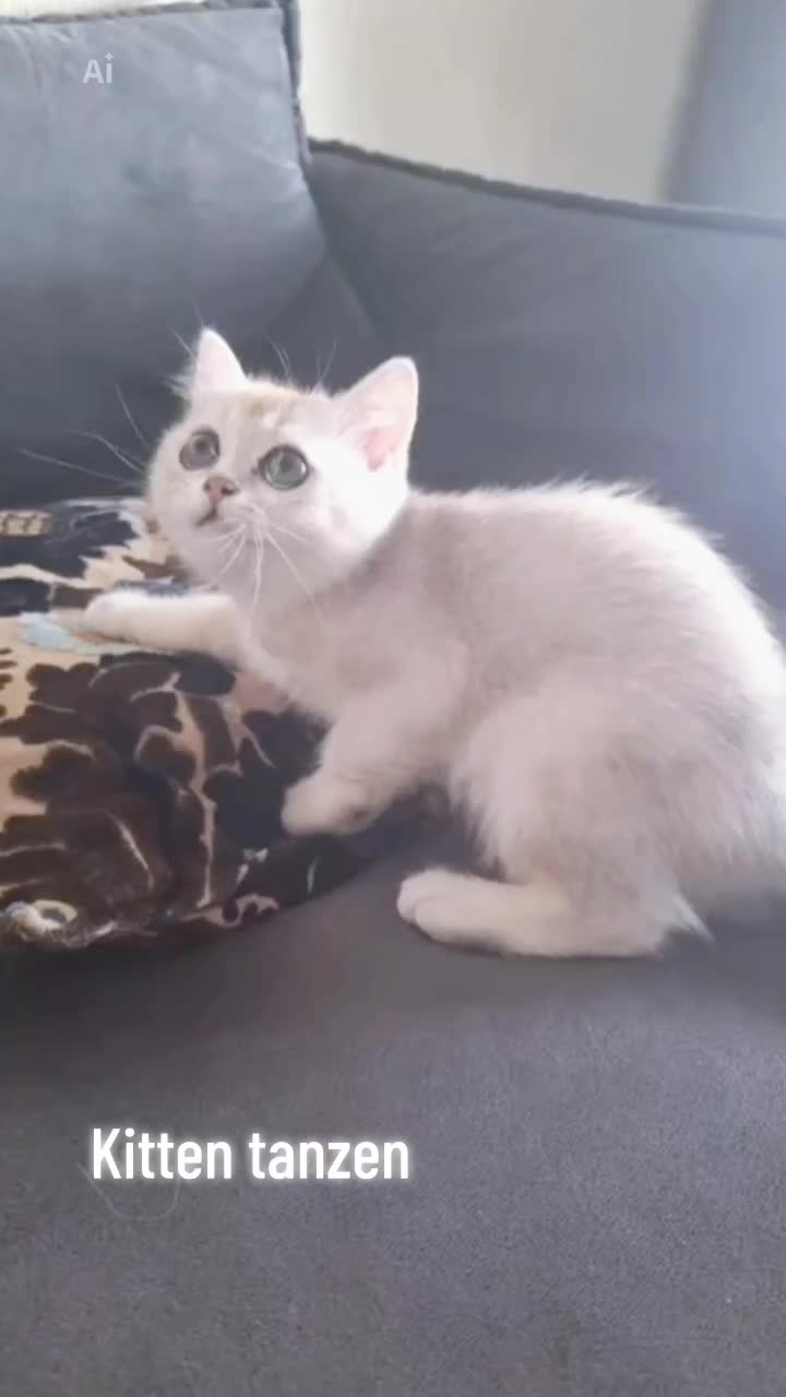 @BKH-KITTEN