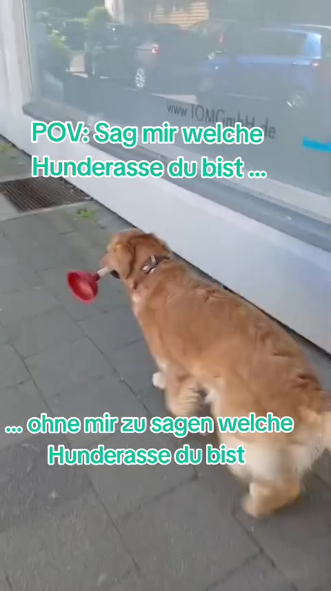 @kleiner Frechdachs 🐾