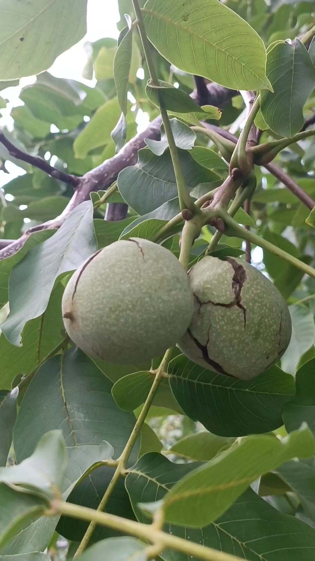 @DAĞCI.46