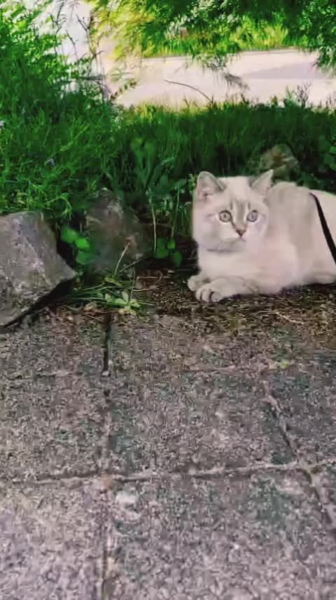 @😽