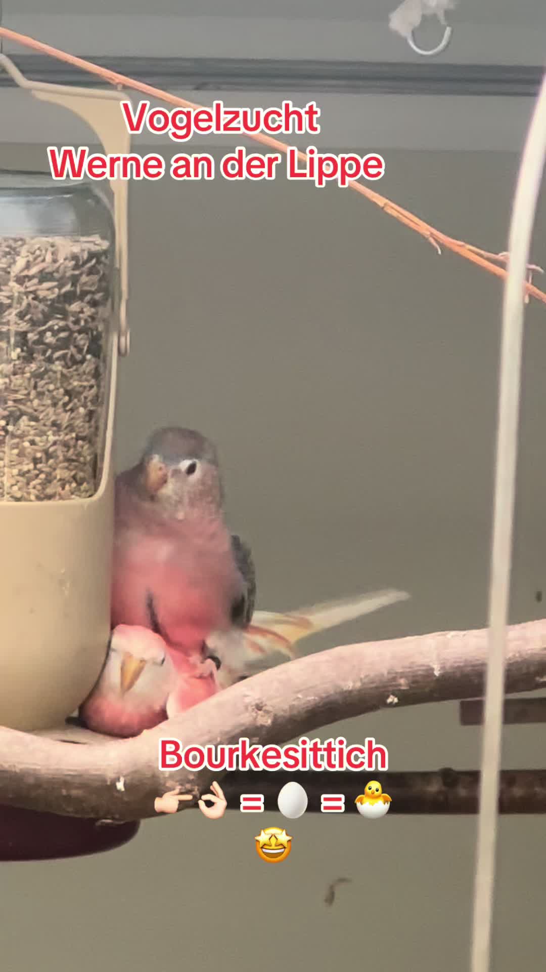 @Vogelzucht Werne an der Lippe