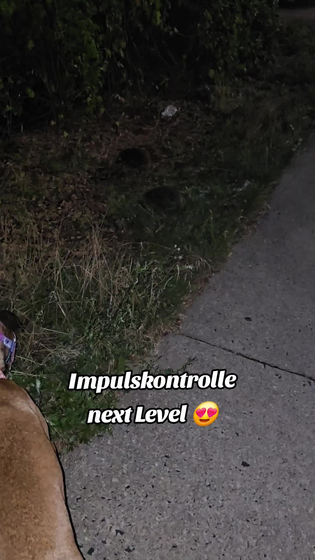 @Staffordshiremix Geschwister🐾