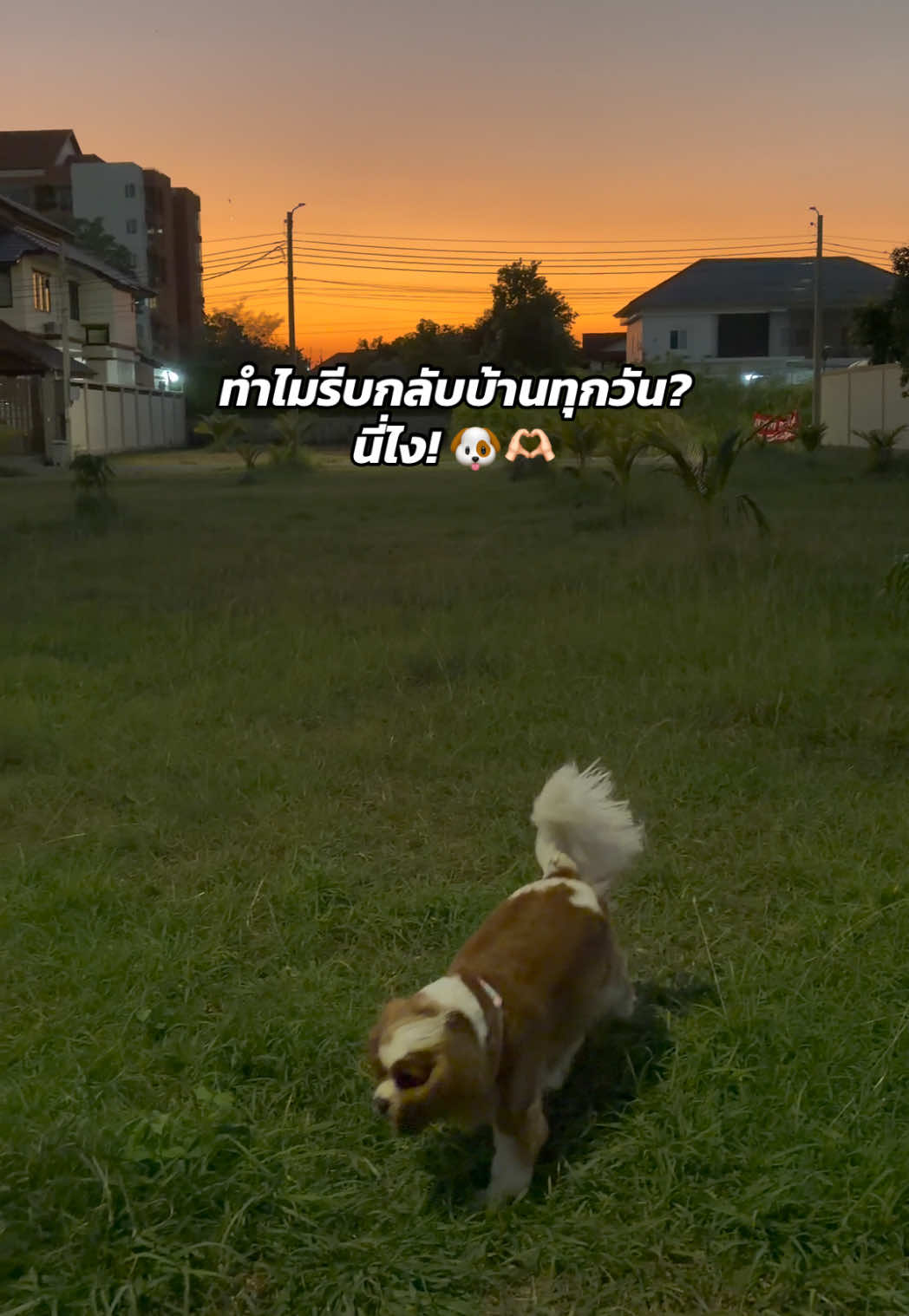 @tungjin.home