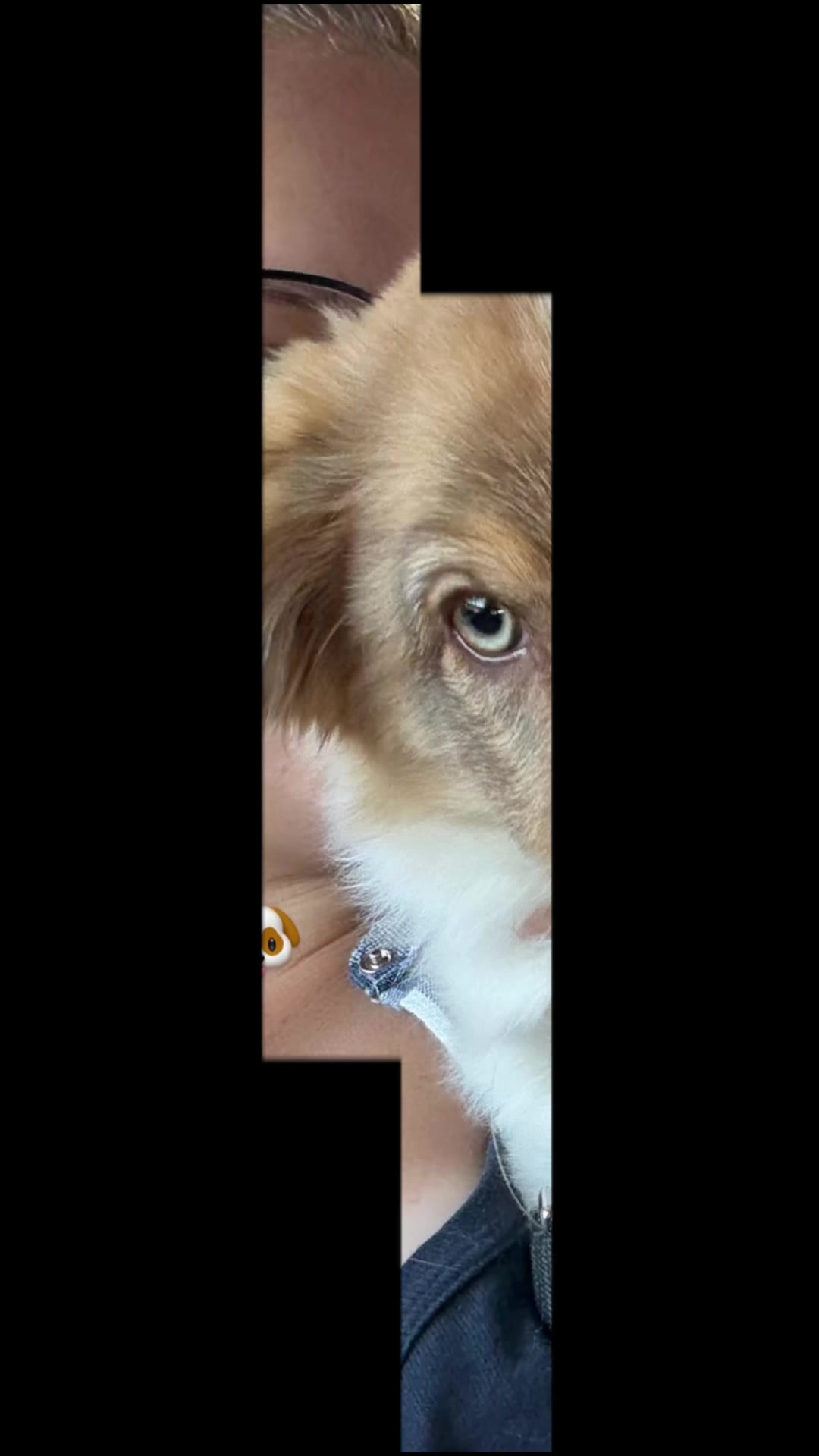 @Viktoria & Ice 🐶♥️