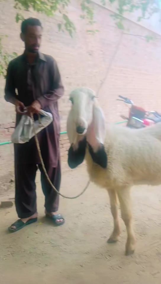 @عمران _خان_ وتہ خیل