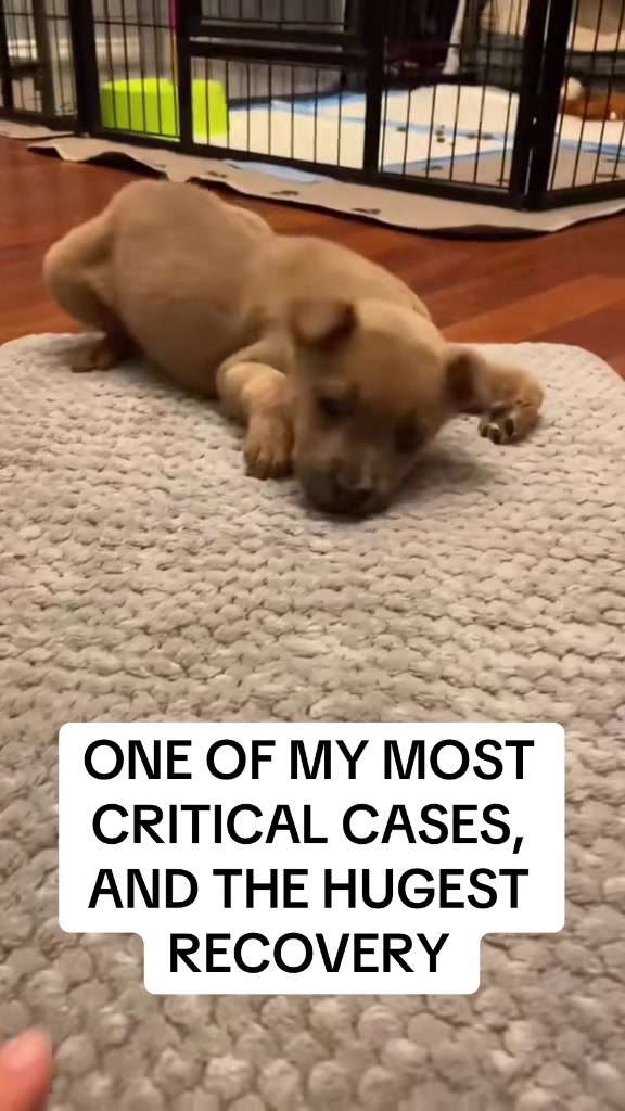 @dogmom76