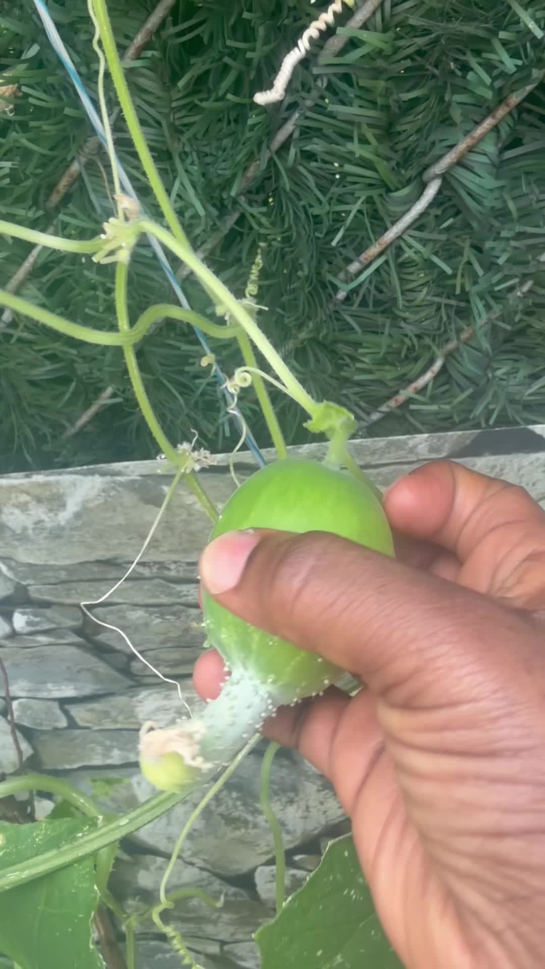 @Gracefully farm land