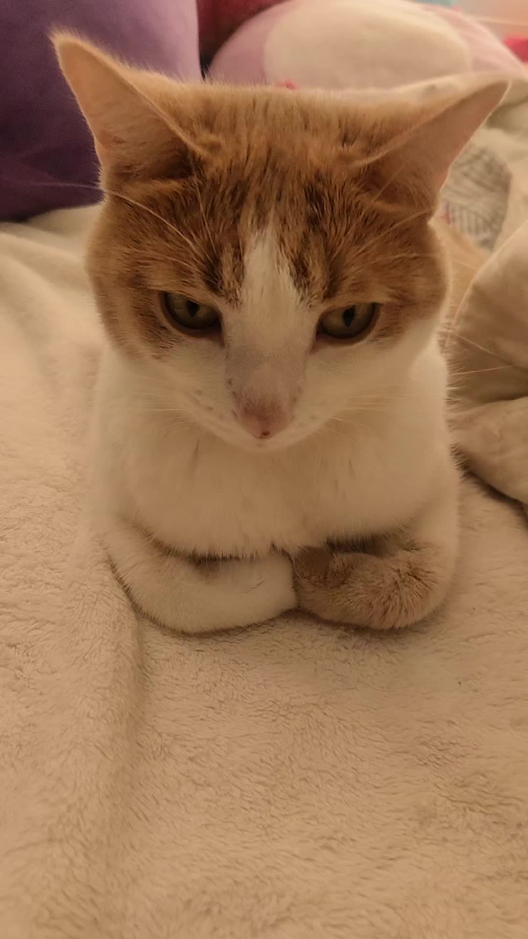 @Cute_kitty