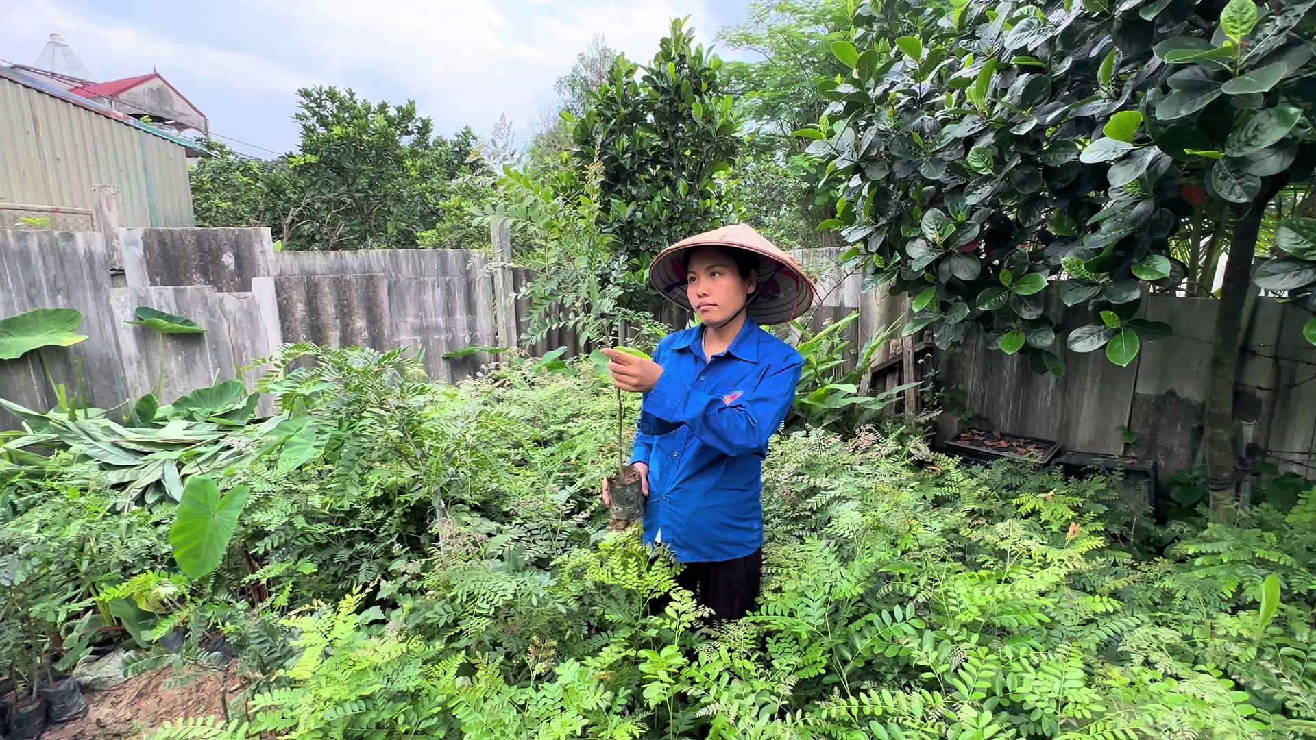@Nh&agrave; Vườn Vũ Mai