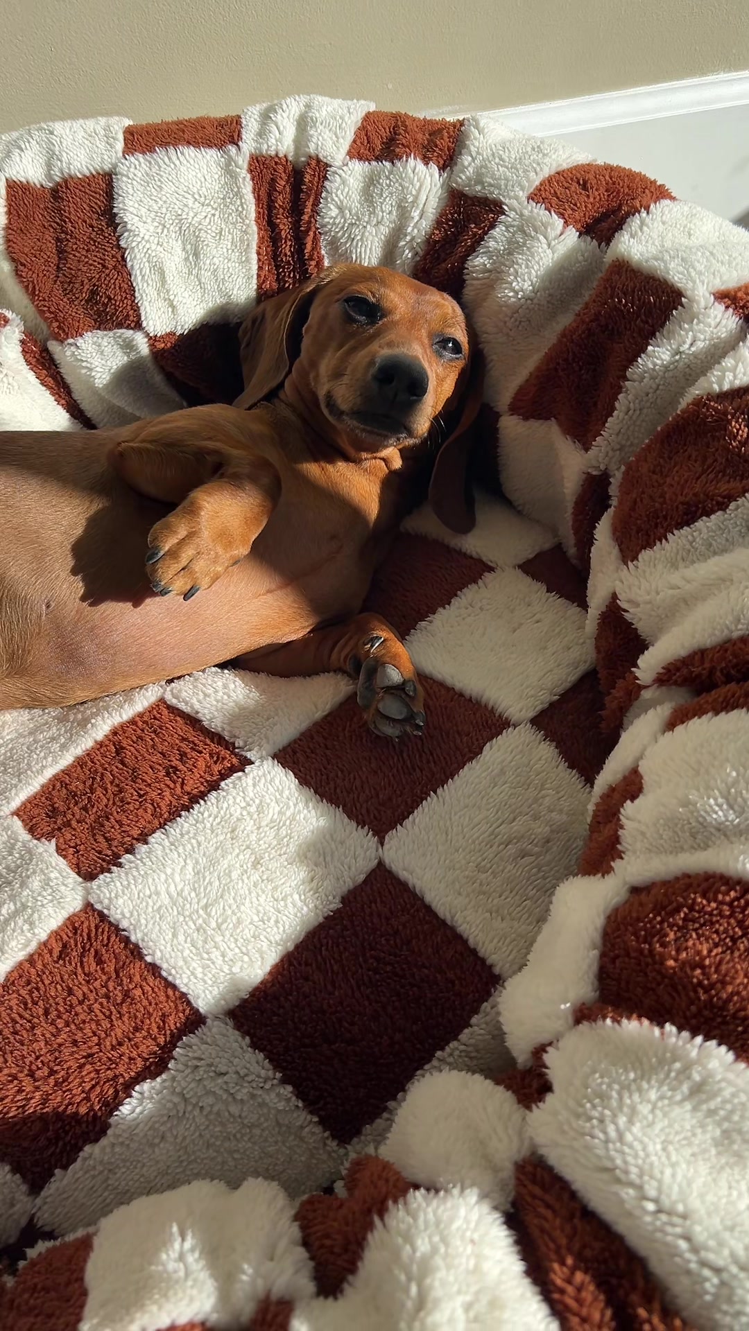 @Slinky Severus-Doo