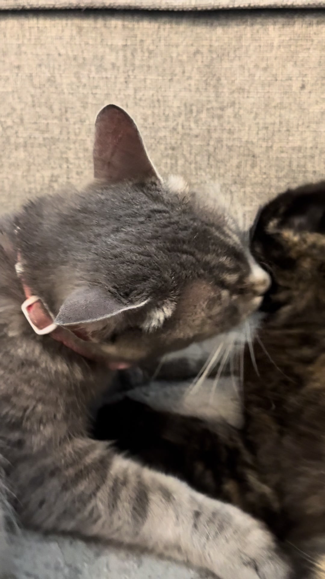 @LotsOfCat
