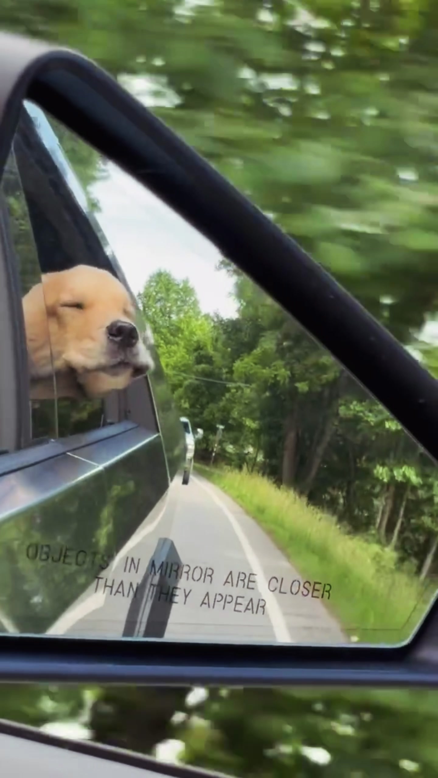@DogMomisms