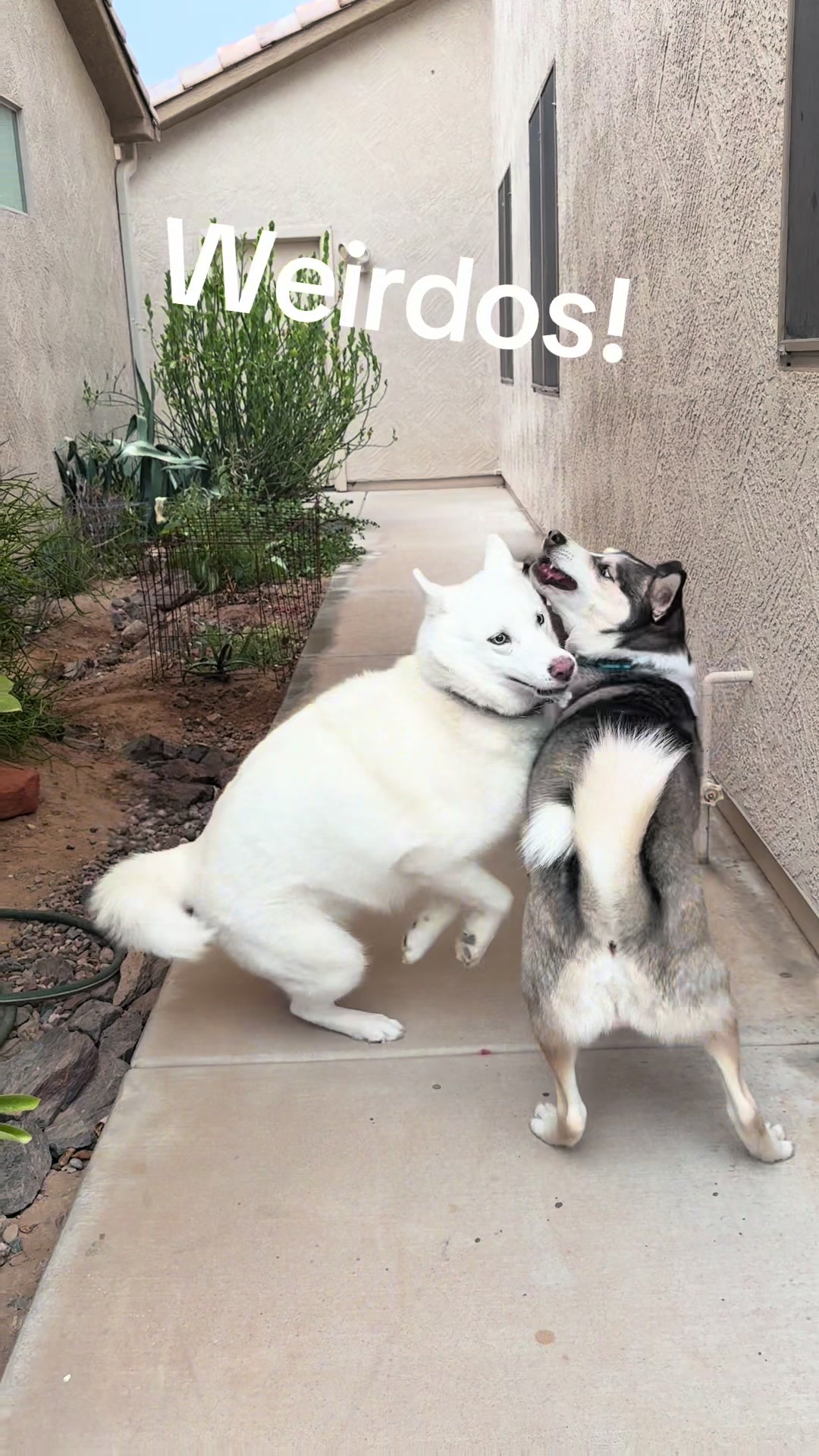 @azhuskies