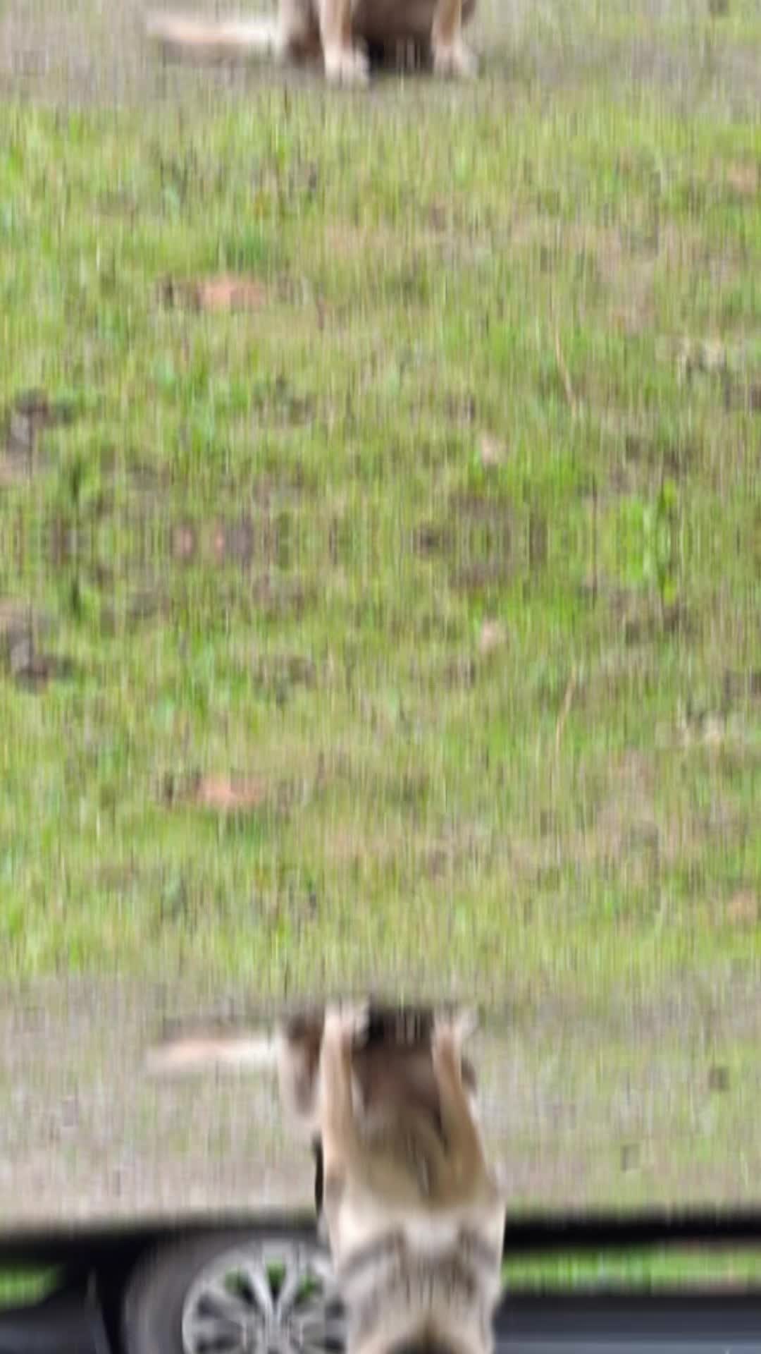 @🐄 Puschelfu&szlig; 🐎