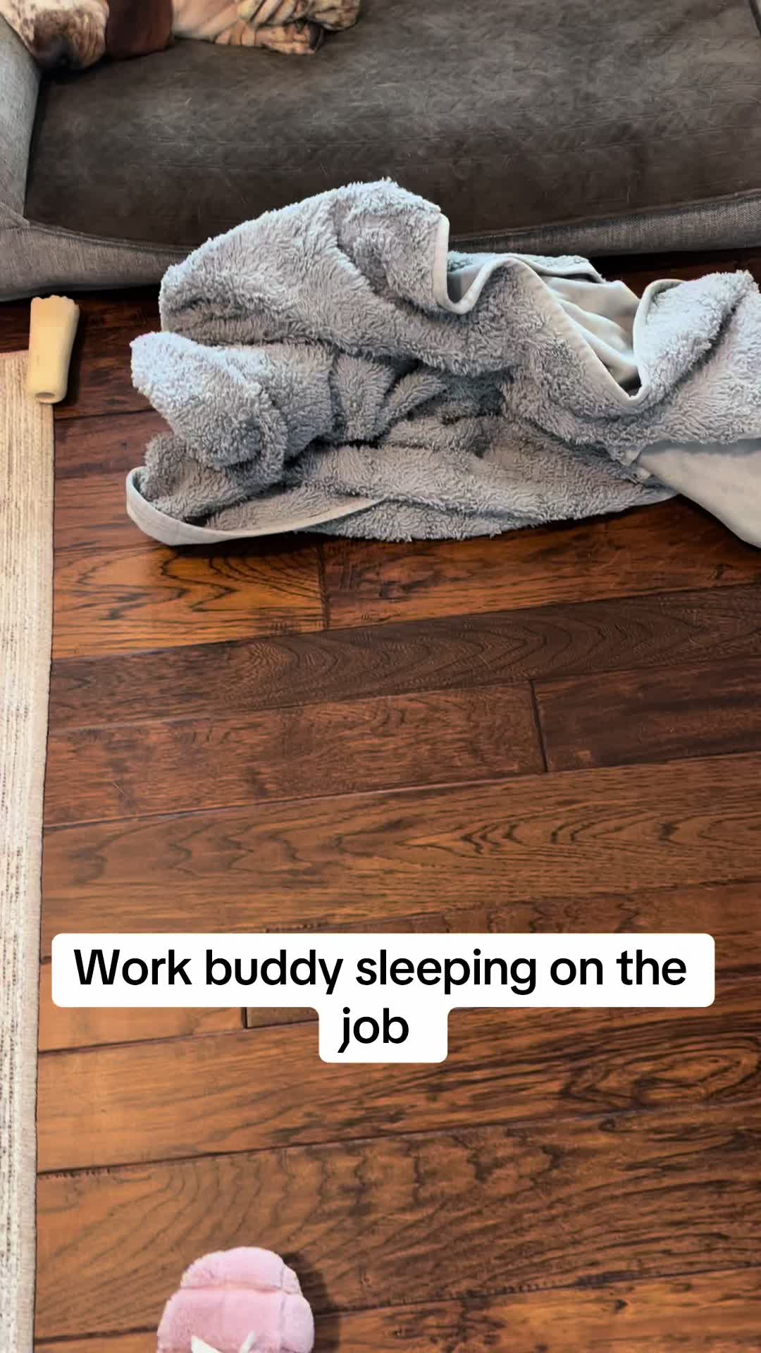 @Lisa 🐾🐶