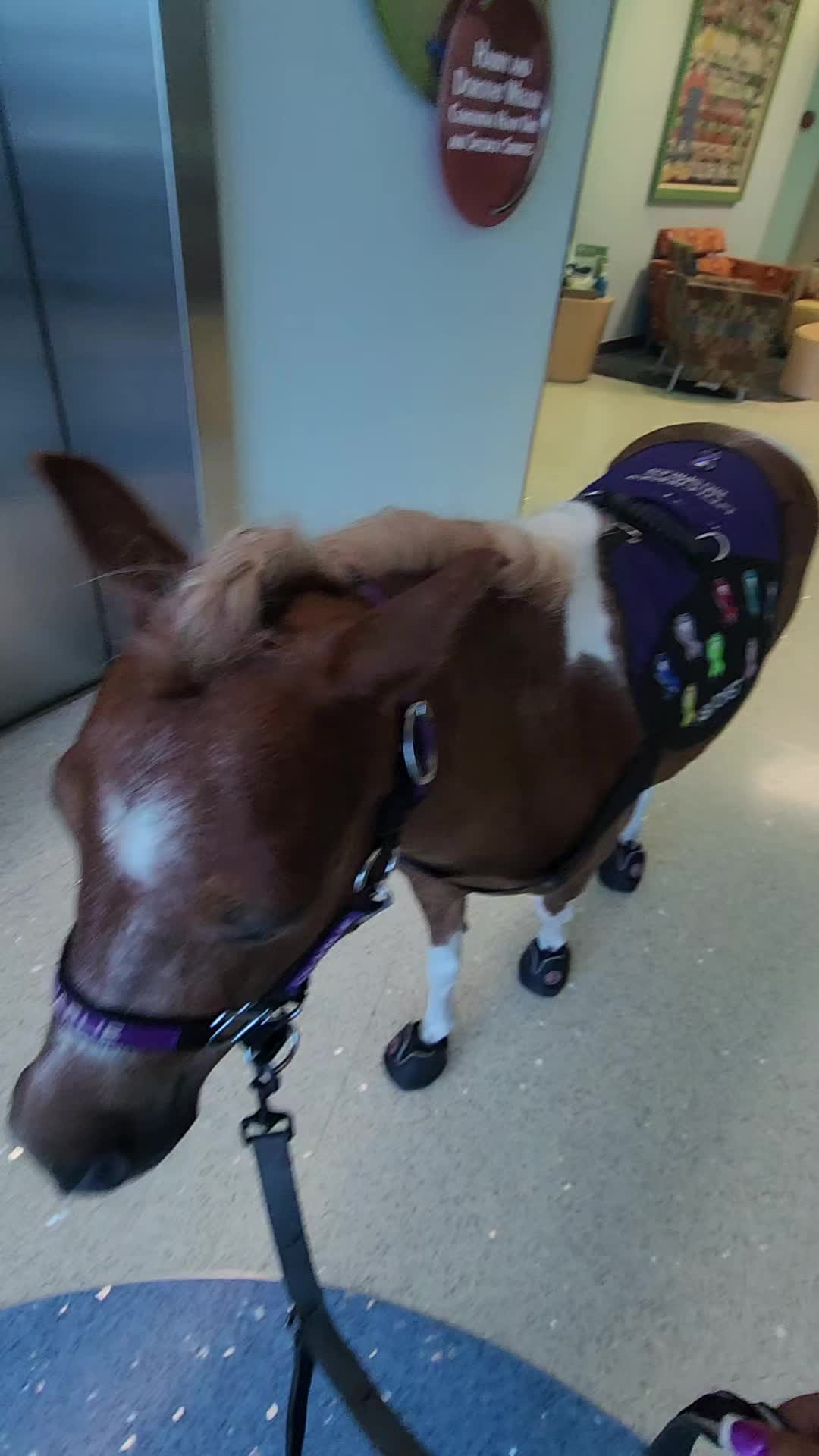 @minihorsemomandtrainer🐴🐴🐴🐴