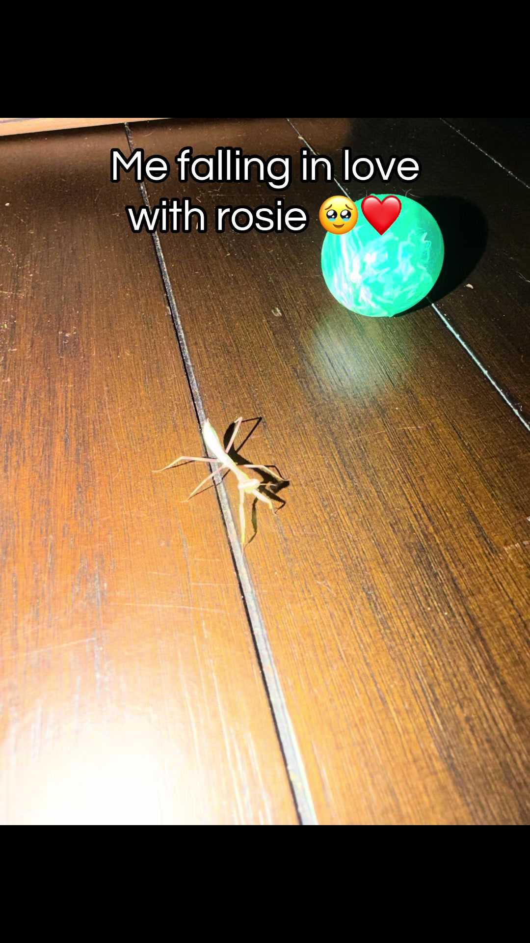 @🪲🐛Rain’s Exotic Pets🦗🐞