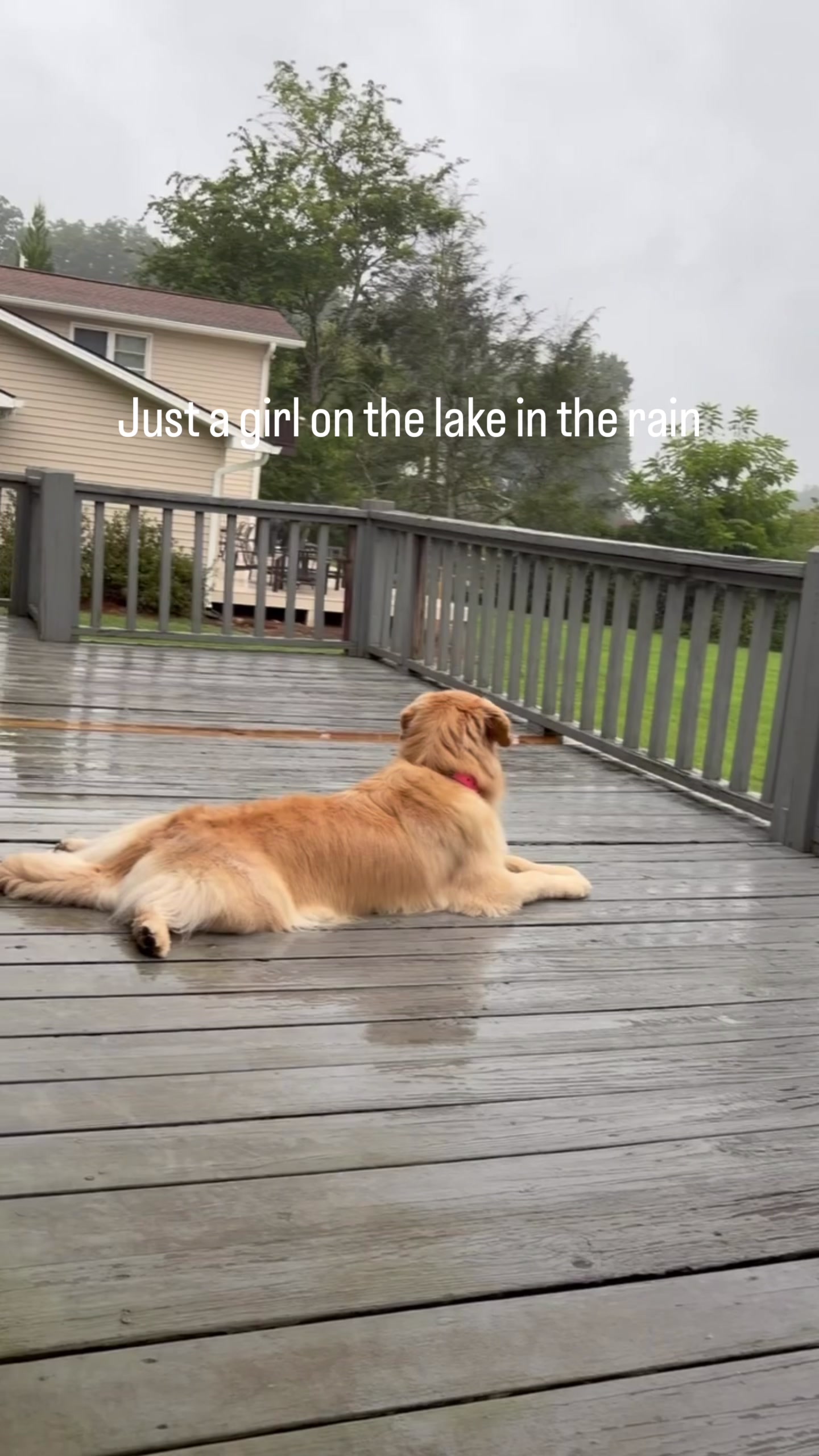 @DogMomisms