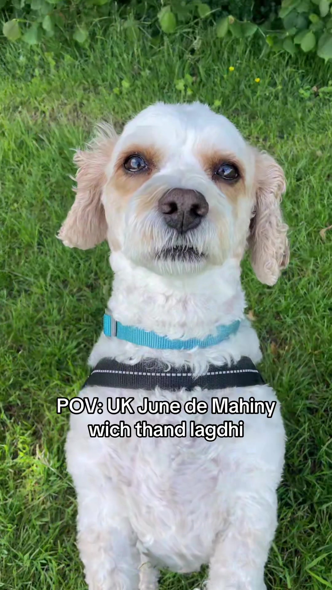 @My Cavachon
