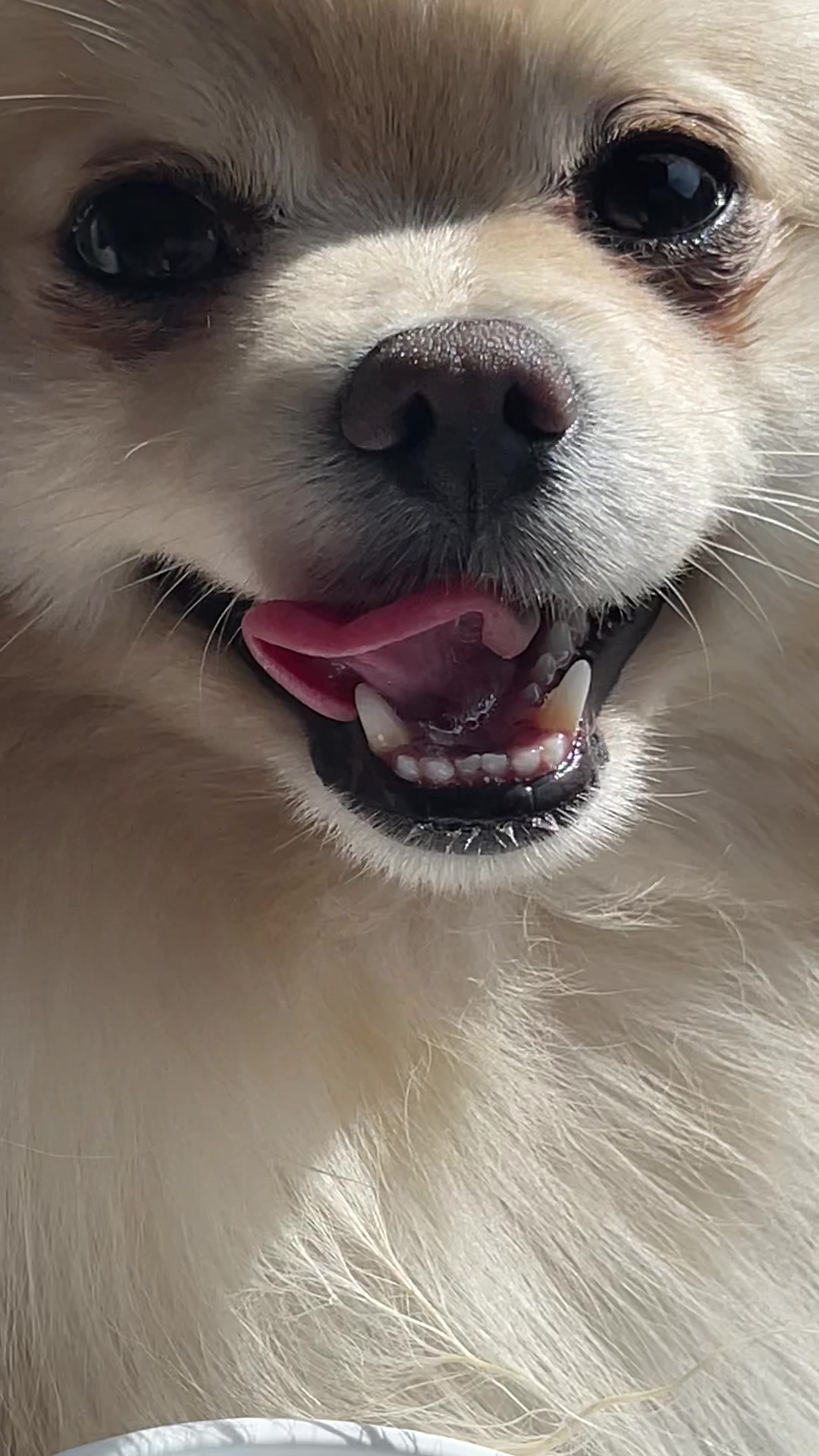 @beingmilothepom