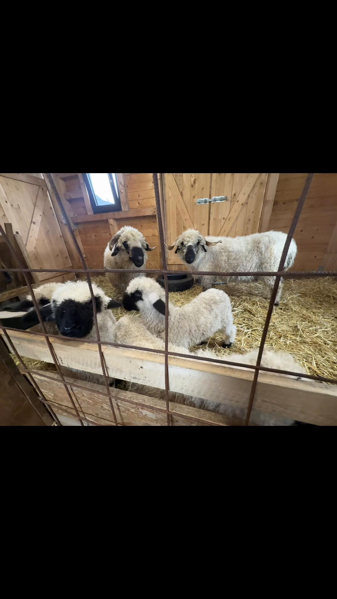 @Dat Doerpschaap