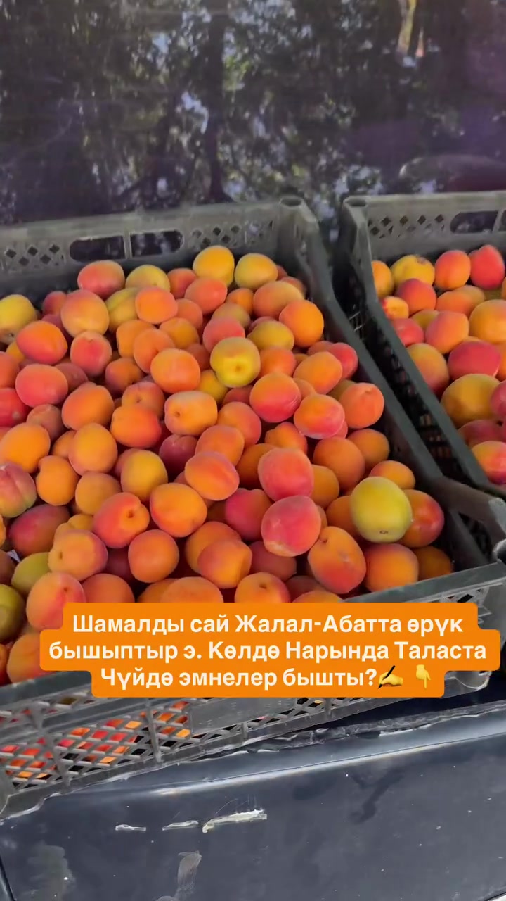 @СУПЕР САДОВНИК ИЗ ЖАЛАЛ-АБАДА