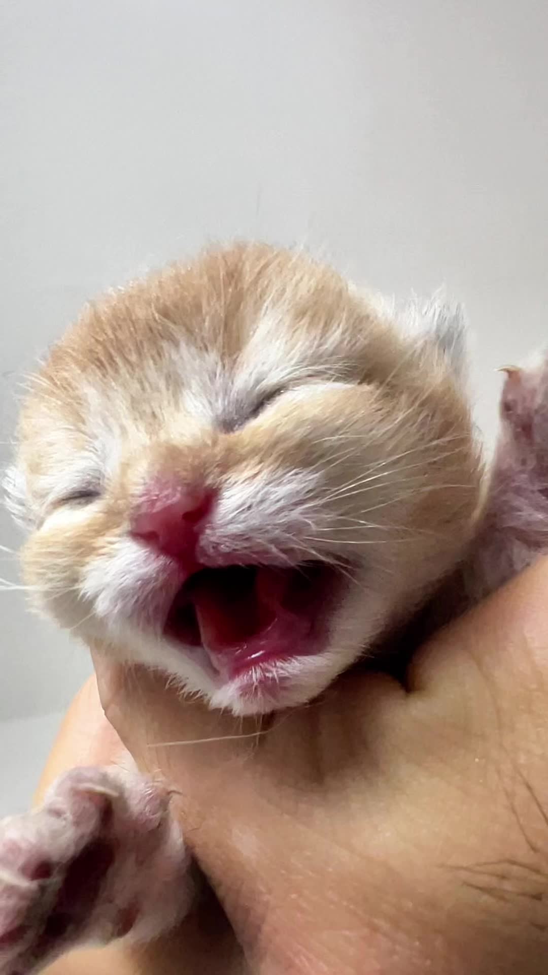 @Soothing Cats😻