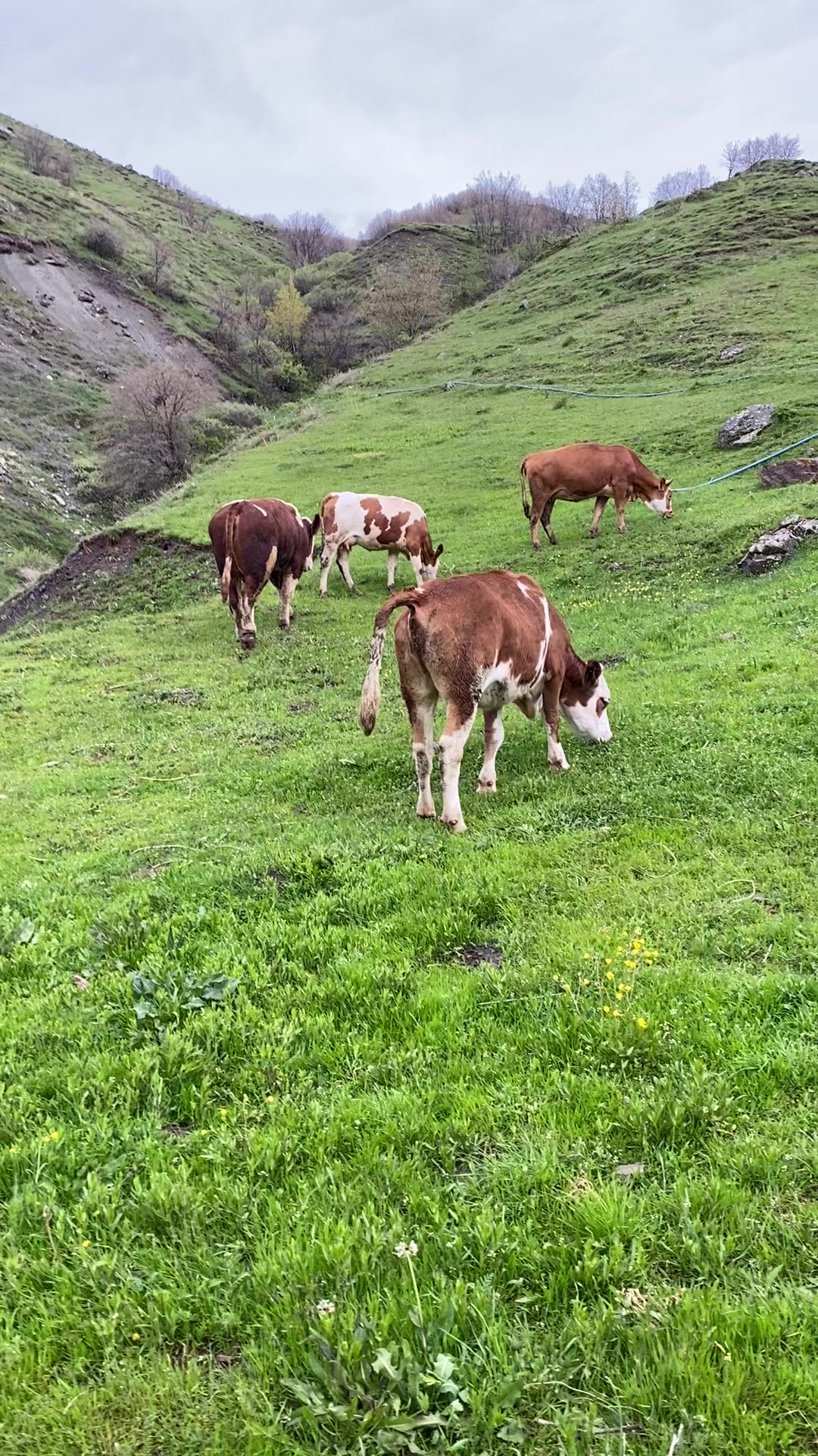 @Cananşkrli24