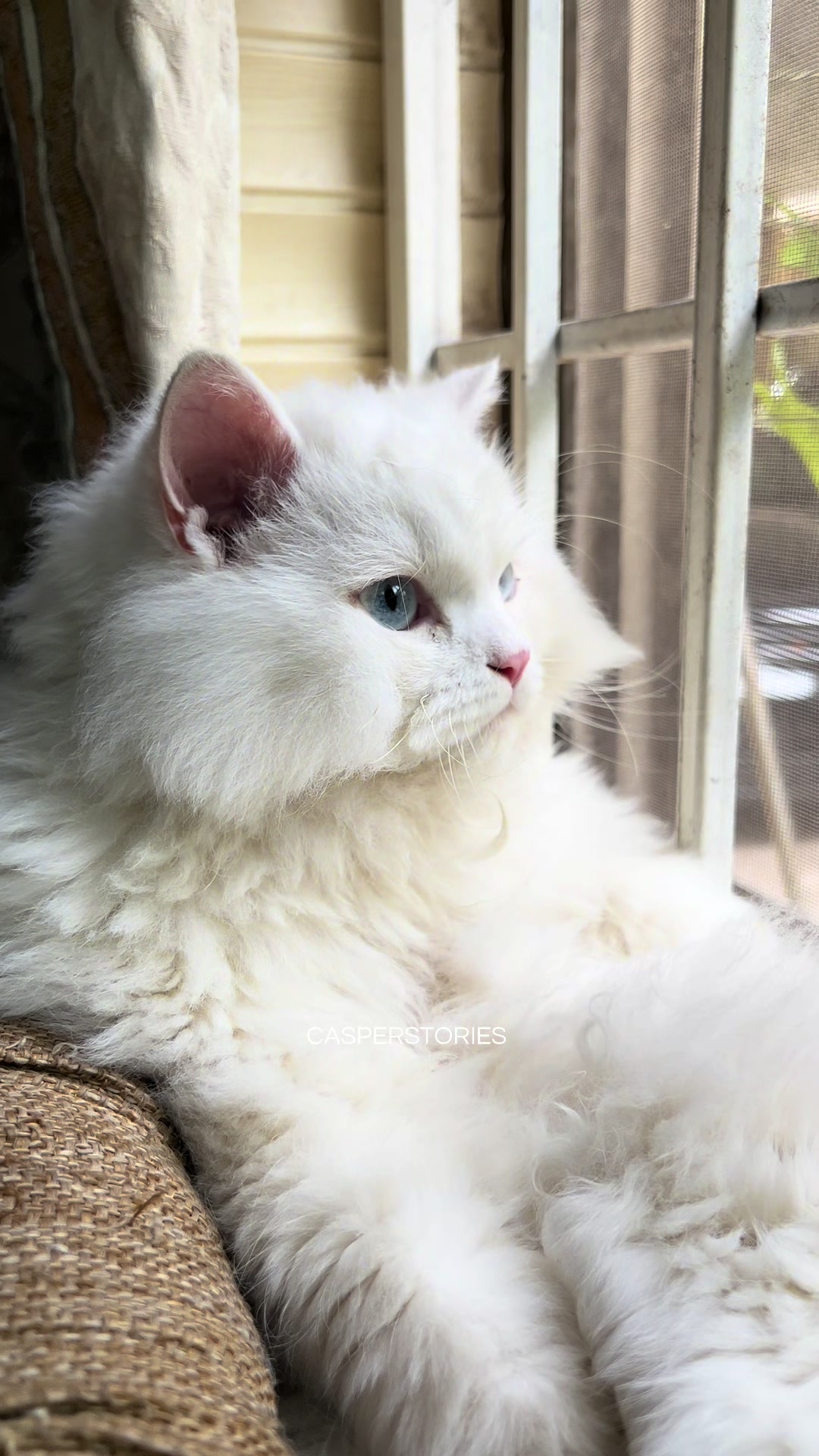@𝑪𝒂𝒔𝒑𝒆𝒓 & 𝑴𝒊𝒏𝒏𝒊𝒆 🐾