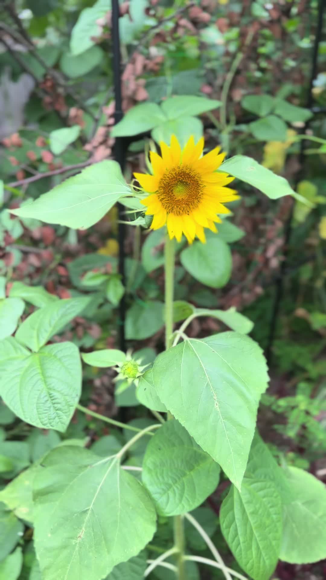 @आकृति