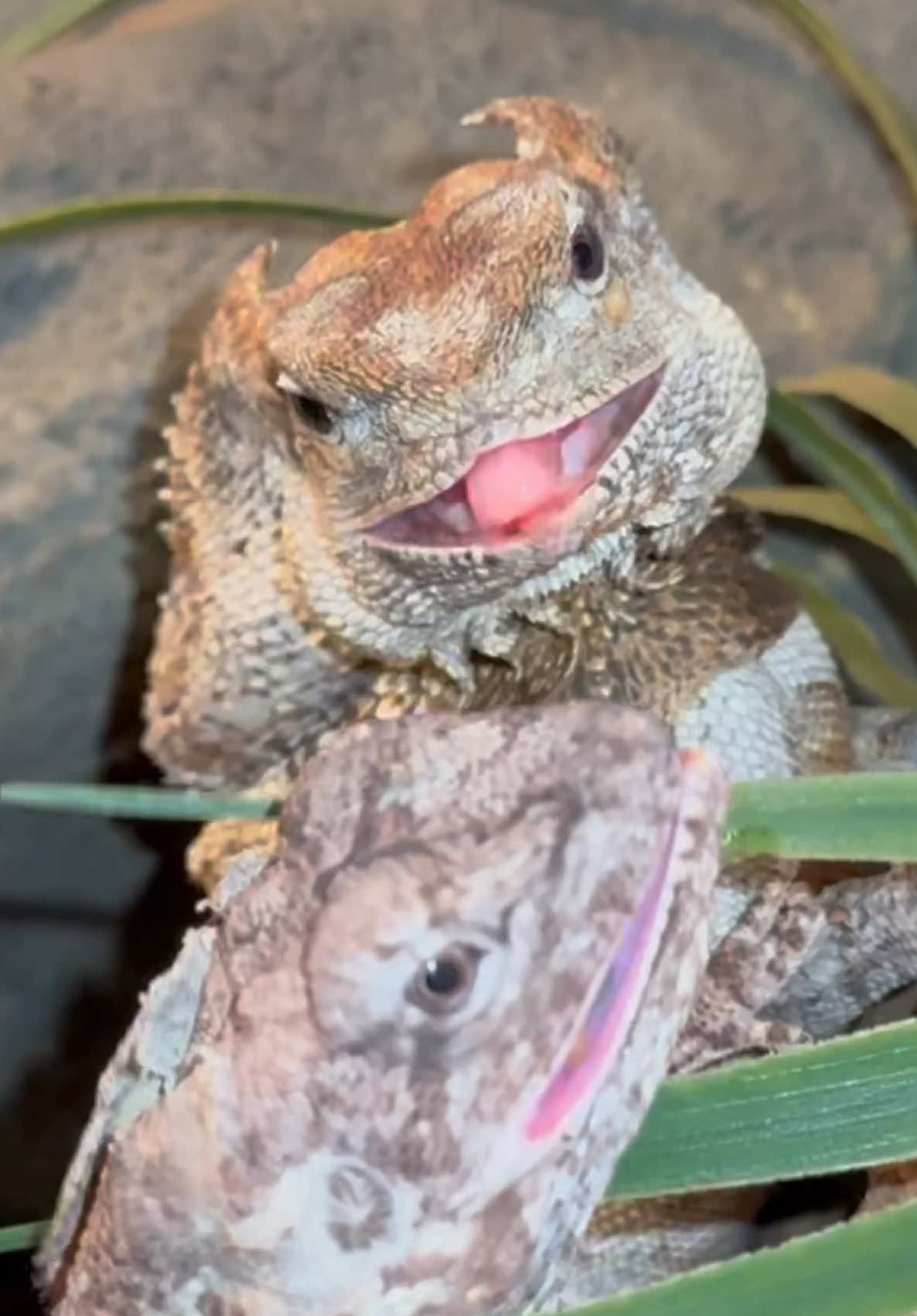 @Tommys_reptiles