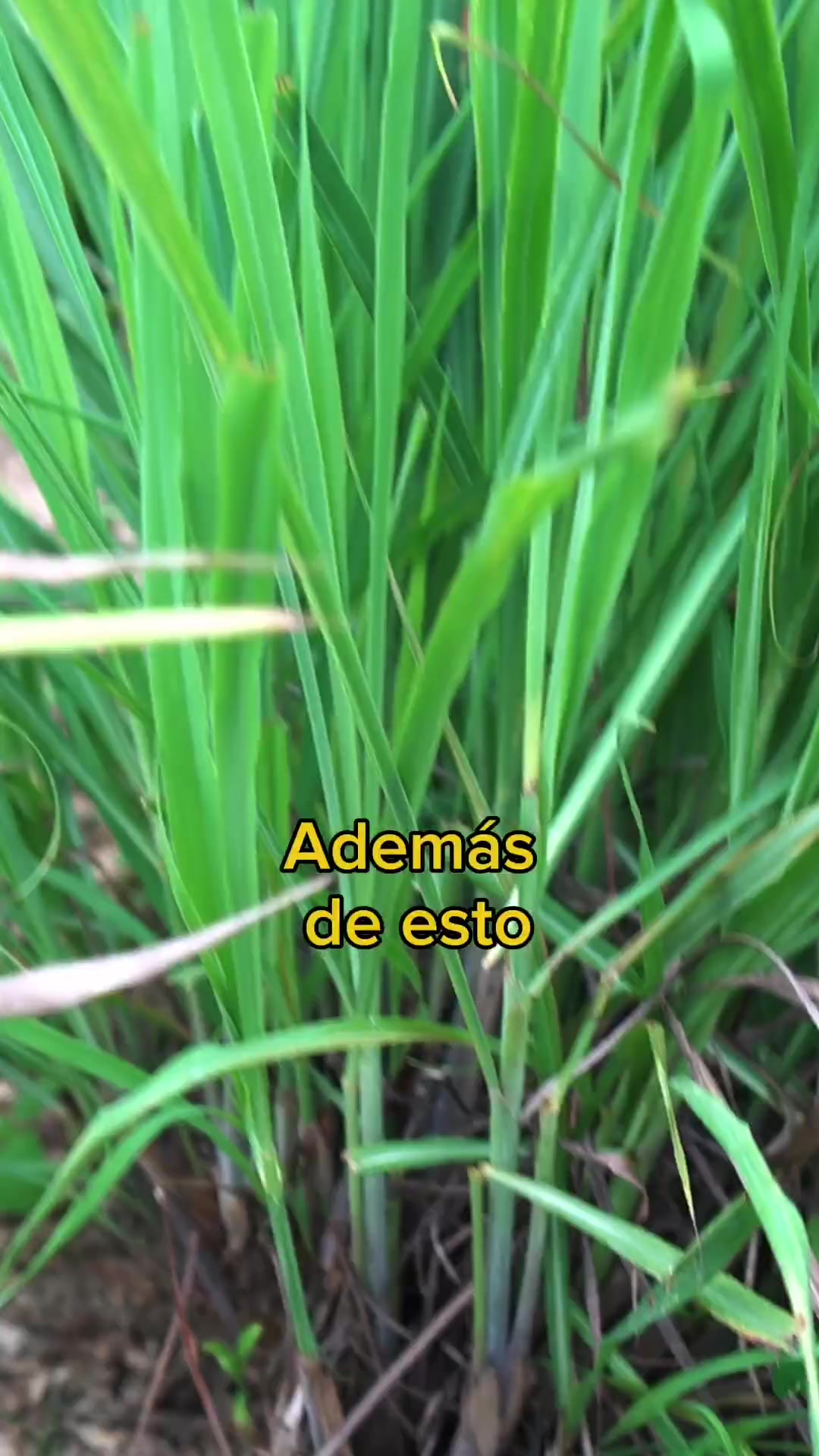 @Monte.sientovivo
