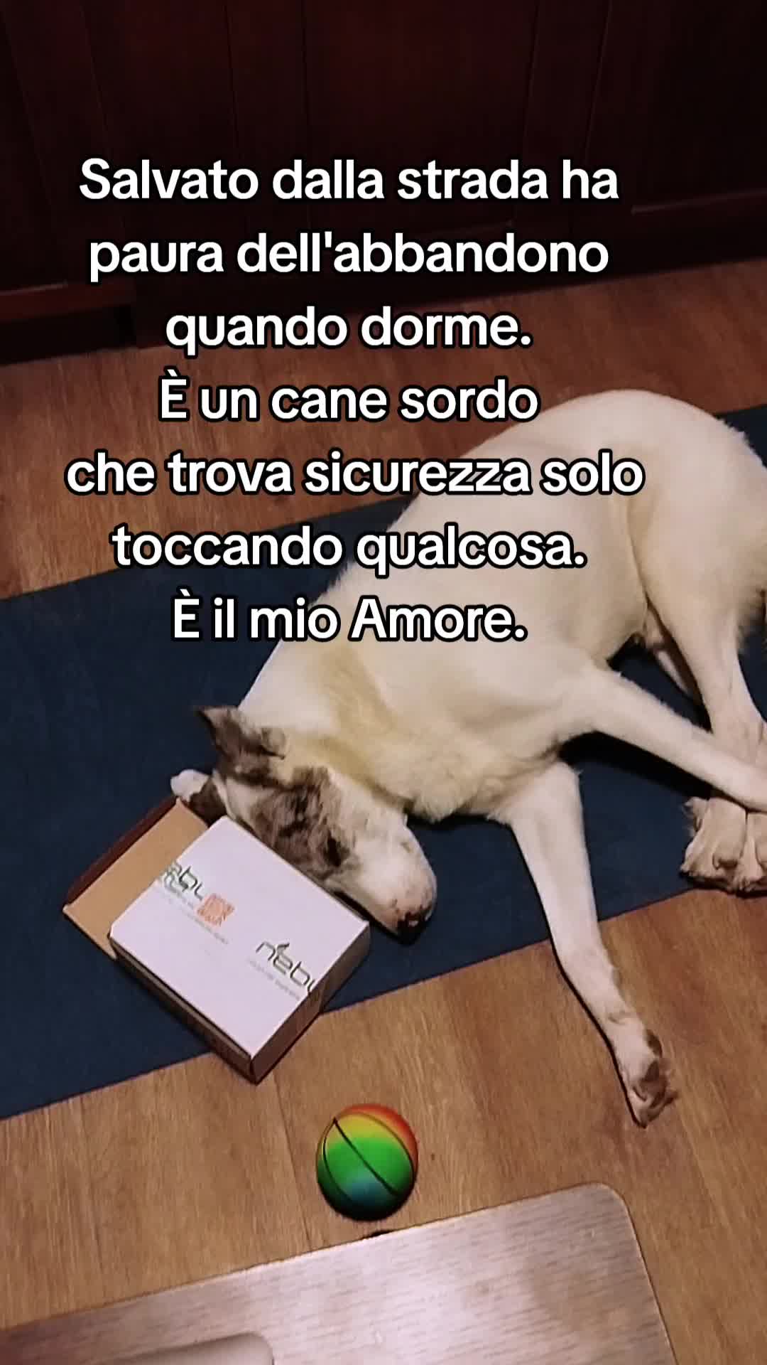 @ho.adottato.un.canesordo