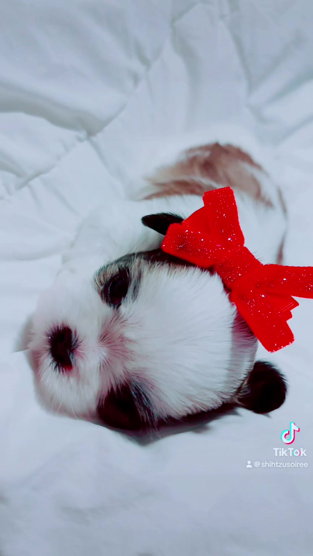 @SHIHTZU SOIRÉE