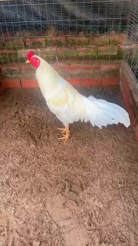 @Quốc Bảo ( baosting)