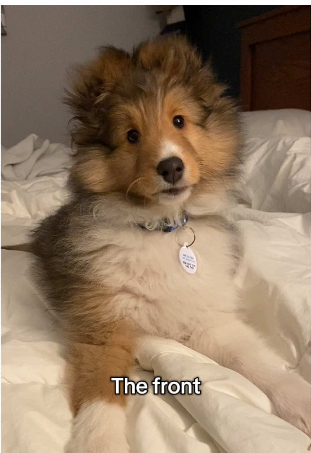@Pepin The Sheltie