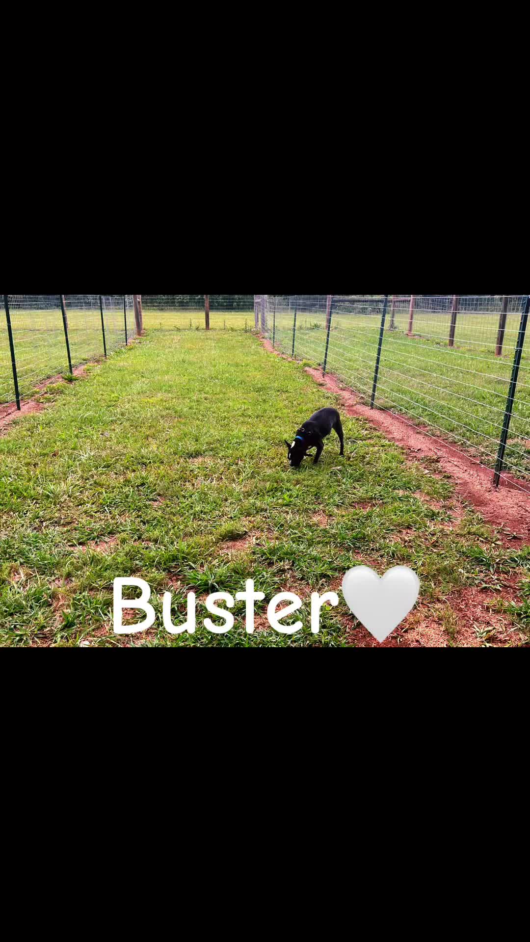 @Angie@k9kennels🐾